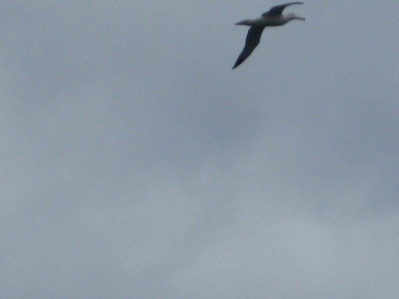 Albatross